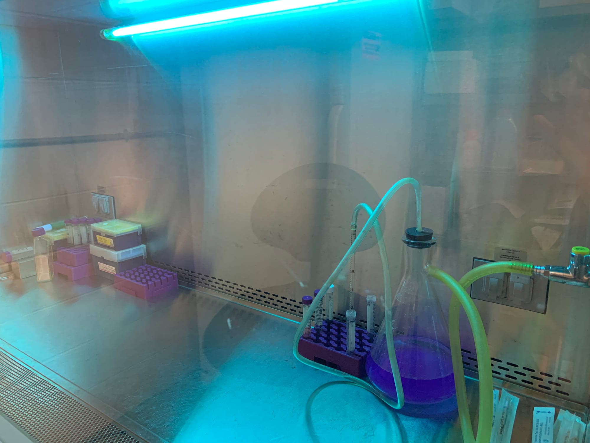 In this shared workspace, various professors and students work in a sterile environment. Everything under the hood has been sterilized using an ethanol solution. The ultraviolet (UV) light kills any remaining bacteria once the hood is turned off, keeping the workspace clean when not in use. This type of sterile workspace is important when data for an experiment relies on the substances in question being uncontaminated.