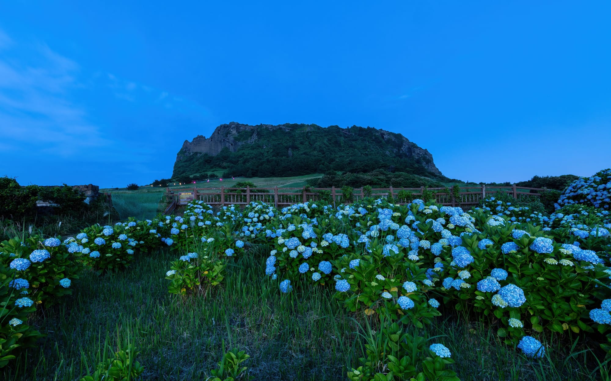 Hydrangea macrophylla (hortensia) in front of Seongsan Ilchulbong volcano at blue hour in the evening, in Jeju Island, in South Korea. Long-exposure photography (25 s)