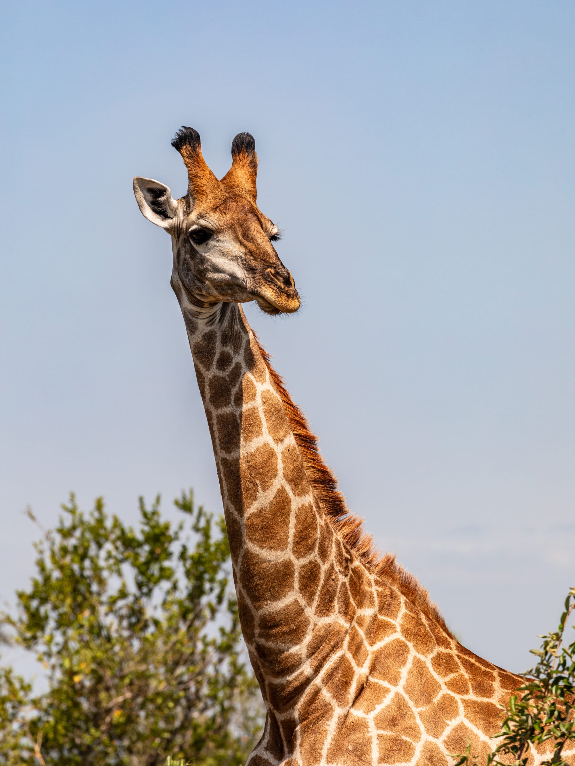 Giraffe (near the Pretoriuskop–Skukuza Road/Napi Road south of Skukuza), Kruger National Park, Mpumalanga, South AfricaPlanning began in the 1890s, when South African bishop Jacob Louis Grobler and other conservationists pushed for the protection of wildlife. In 1898, the area was recognized as a protected area under the administration of the South African government. In 1902/1903, the protected areas of the Kingdom of Swaziland and the region formed the first state-mandated protected area system, which eventually became Kruger National Park. In 1906, major conservation measures came into force to protect wildlife from poaching and hunting. In 1916, the Kruger National Park was formally established by the South African National Parks Act, which designated the park as a state reserve. In the 1920s, the park was opened to visitors. From 1930 onwards, the park continued to grow through the expansion of its territory.