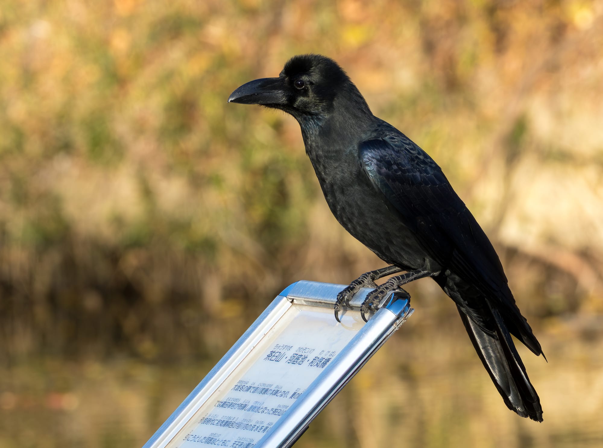 Large-billed crow at Tennōji Park, Osaka, Japan.This site is historically significant in Japanese history, and the plaque on which the crow is perched describes the following points.Chausuyama, Kawazoko Pond, and Wake BridgeChausuyama served as Tokugawa Ieyasu’s main camp during the Winter Campaign of the Siege of Osaka, and later became a fiercely contested battlefield where Sanada Yukimura was deployed during the Summer Campaign. The area also includes Kawazoko Pond, where Wake no Kiyomaro attempted in the Nara period to divert river water southward, and forms part of what is now Tennōji Park.