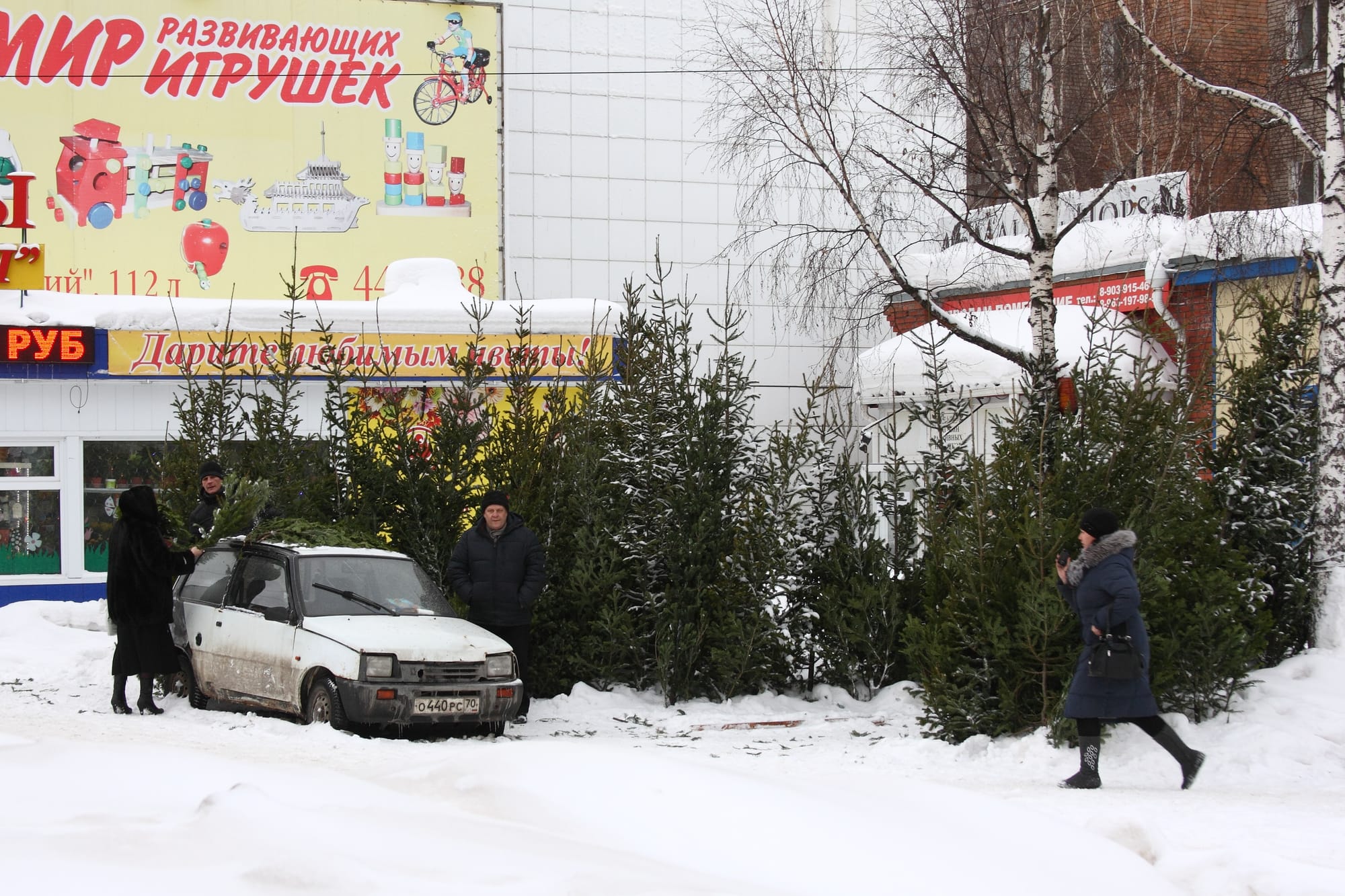 Natural spruce trees sold on the streets of Tomsk several days before New Year celebration