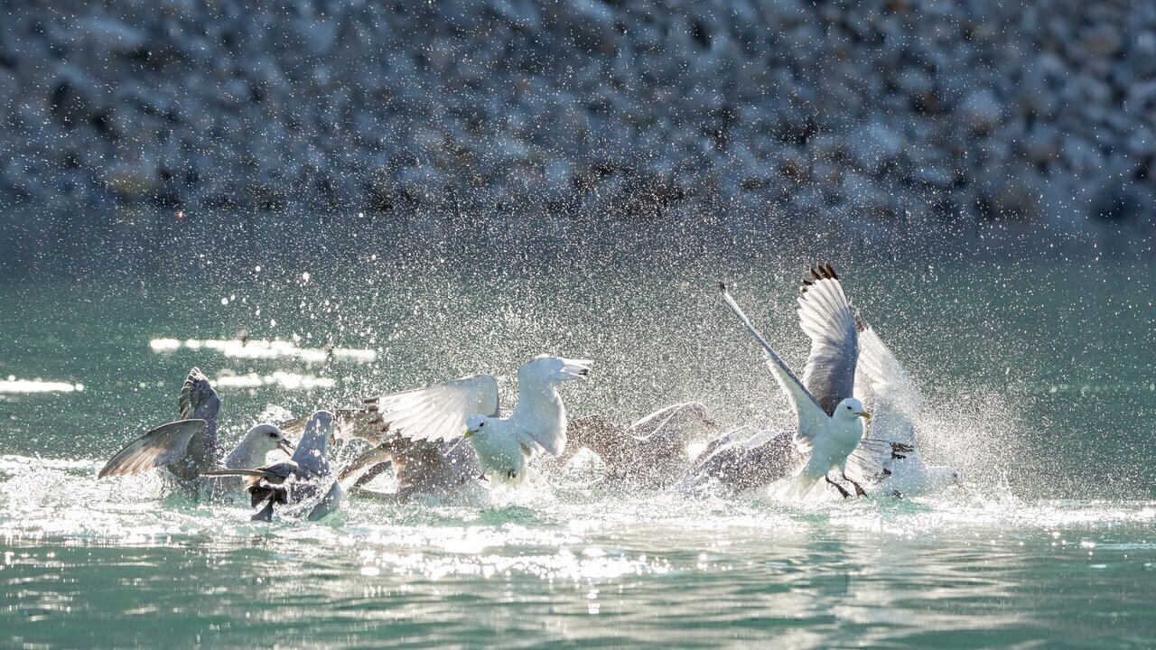At times, Northern Fulmars Fulmarus glacialis and Kittiwakes Rissa tridactyla compete for fishing grounds in the fjords of Svalbard. Here four Fulmars swim directly atop a large shoal of small fish and try to protect their fishing ground against Kittiwakes that are flying in the air over their heads and that try to get access to the fish. In the attack shown here, four Kittiwakes shot down from the air, tried to dive and catch the fish. The four Northern fulmars shown coming from the left and from the back immediately darted the Kittiwakes, who - successful or not - fled towards the photographer and to the right.