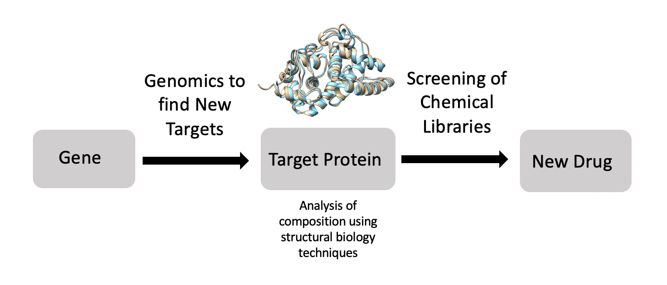 Structural biology plays a key role in drug discovery. First, when developing a new drug treatment for a disease, gene targets can be found using genomics. Second, those target proteins can be analyzed to find appropriate sites for the new drug to bind. Finally, a new drug can be developed that matches those specifications based on the chemical library.