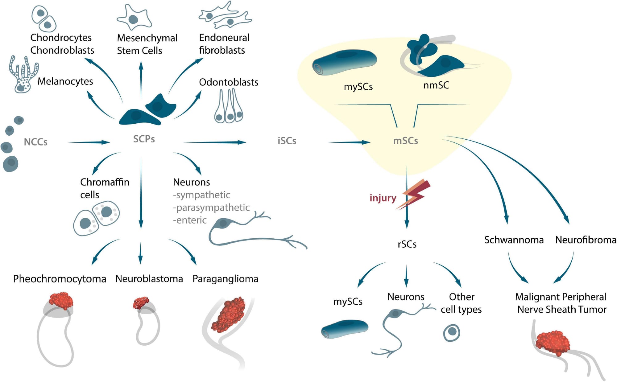 Figure 1. The origin of SCPs and SCs (Schwann cells), their potency to differentiate into several cell types, and their capability to transform into peripheral nerve tumors during embryonic and adult stages. NCCs:neural crest cells, SCPs: Schwann cell progenitors