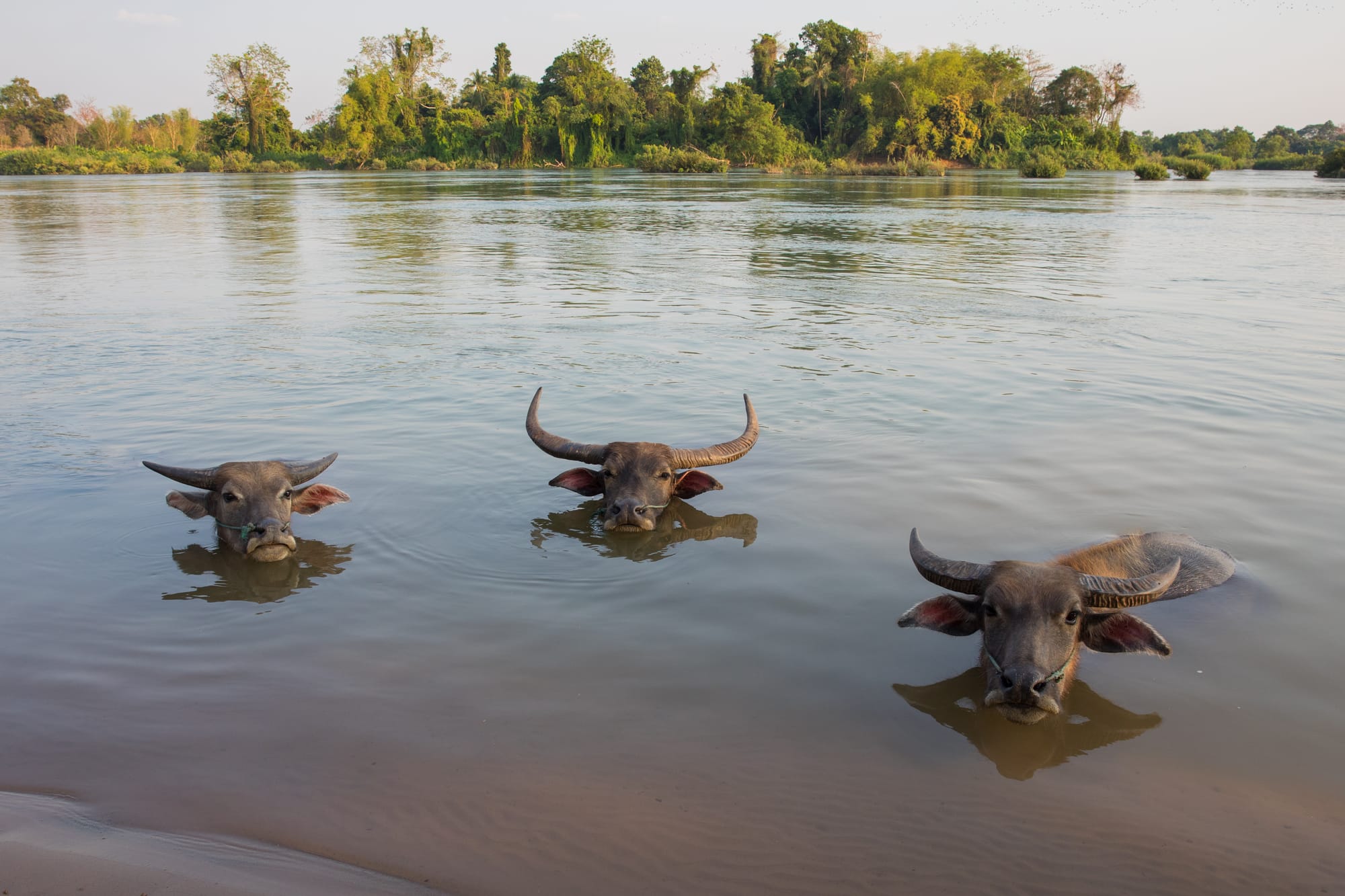 Three Bubalus bubalis (water buffaloes) bathing in the Mekong in Don An (Si Phan Don, Laos) with their heads above water. These buffaloes are often cooling themselves in the water (or in the mud), when the weather is hot. These working animals have nose ropes to facilitate their handling during the labour season, though here in March they are not attached and are free to move where they want all around the island, sometimes even crossing the river.