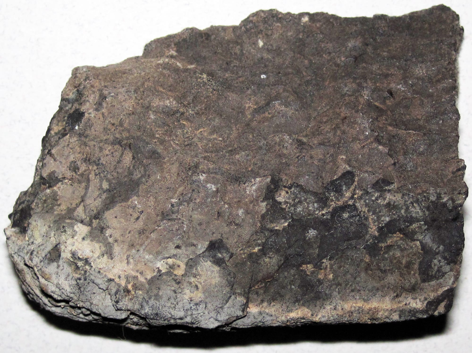 Oil shale from the Cretaceous-Tertiary of Utah, USA.
Oil shales, also known as kerogen-rich marlstones or kerogenites, are organic-rich, fine-grained, sedimentary rocks. With burial and heating, the dark organic matter of oil shale is converted to blebs of petroleum. Petroleum then migrates out from the rock and through its sedimentary basin, usually upward and updip along fractures and bedding planes. Finally, petroleum accumulates in reservoir rocks that have significant porosity - typically sandstones.
All petroleum (oil and natural gas) in the world was originally organic matter in sources rocks such as oil shales. As global demand for petroleum continues to exceed supply (Earth is obscenely overpopulated), non-traditional sources of petroleum will increasingly be seen as attractive mining targets. America has significant oil shale deposits - the largest occurrence is the Eocene-aged Parachute Creek Member of the Green River Formation. The Green River Formation is also famous for beautifully preserved fish fossils.
Seen here is an oil shale sample from Utah's North Horn Formation, which is older than the Green River Formation.
Stratigraphy: ~middle North Horn Formation, Maastrichtian Stage to Danian Stage, uppermost Cretaceous to lowermost Paleocene
Locality: Wales Spring, ~1/3 of the way between Wales Gap (to the east) and 7803' summit (to the west) along Chicken Creek Road, eastern slopes of the Gunnison Plateau / San Pitch Mountains, northwestern Sanpete County, central Utah, USA